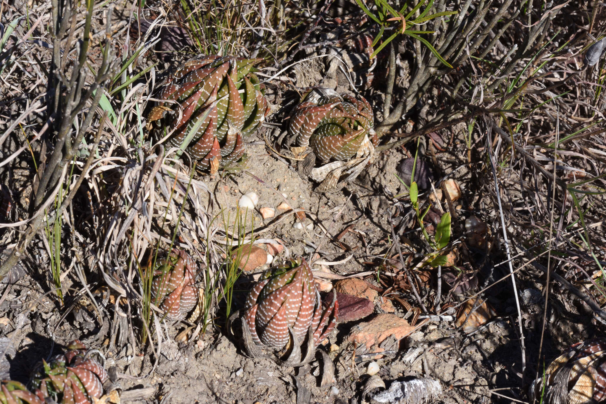 Image of Haworthiopsis fasciata (Willd.) G. D. Rowley