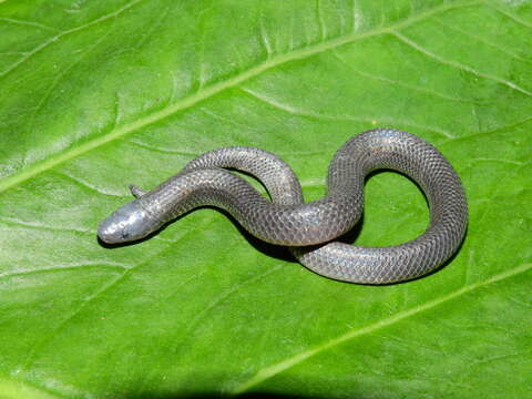 Image of Pyburn's Earth Snake