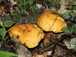 Image de Suillus punctipes (Peck) Singer 1945