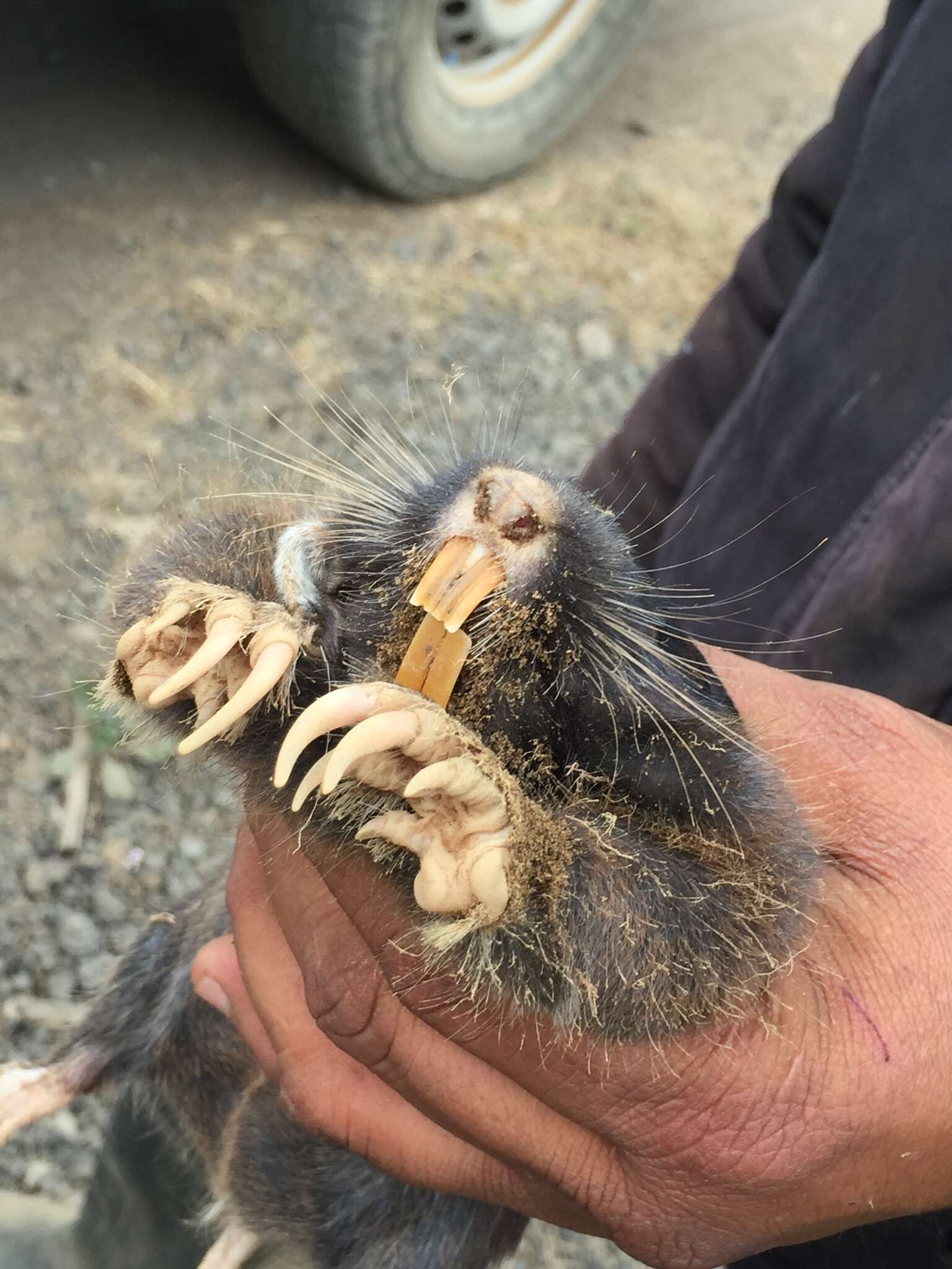 Image of pocket gopher