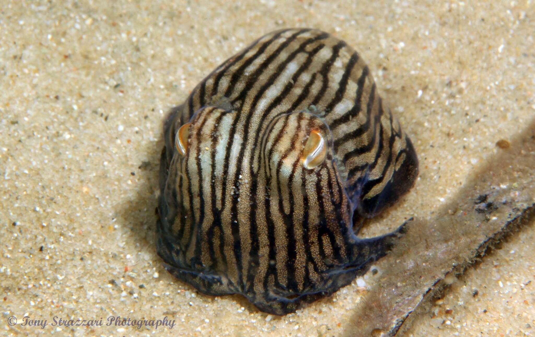 Image de Sepioloidea lineolata (Quoy & Gaimard 1832)