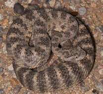 Image of Tiger Rattlesnake