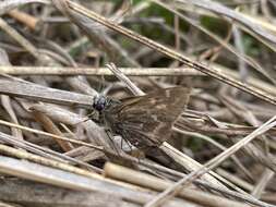 Слика од Hesperia metea Scudder 1863