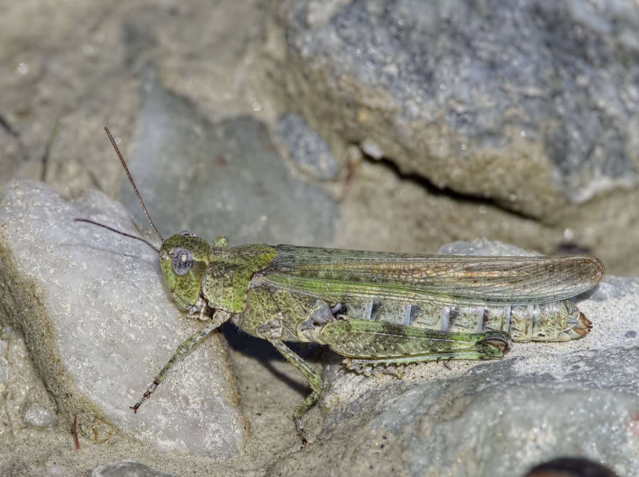 Epacromius tergestinus ponticus (Karny 1907) resmi