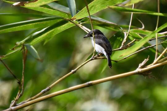 Image of Black-winged Flycatcher-shrike