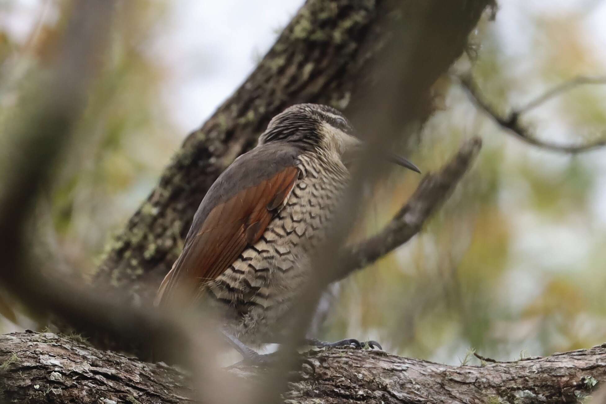 Image of Paradise Riflebird