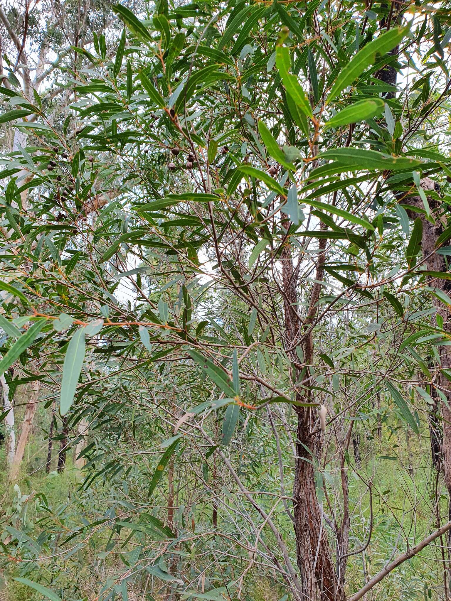 Image of Angophora bakeri E. C. Hall