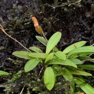 Plancia ëd Specklinia lanceola (Sw.) Lindl.