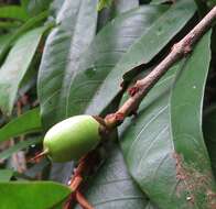 Pleioluma xerocarpa (F. Muell. ex Benth.) Swenson resmi