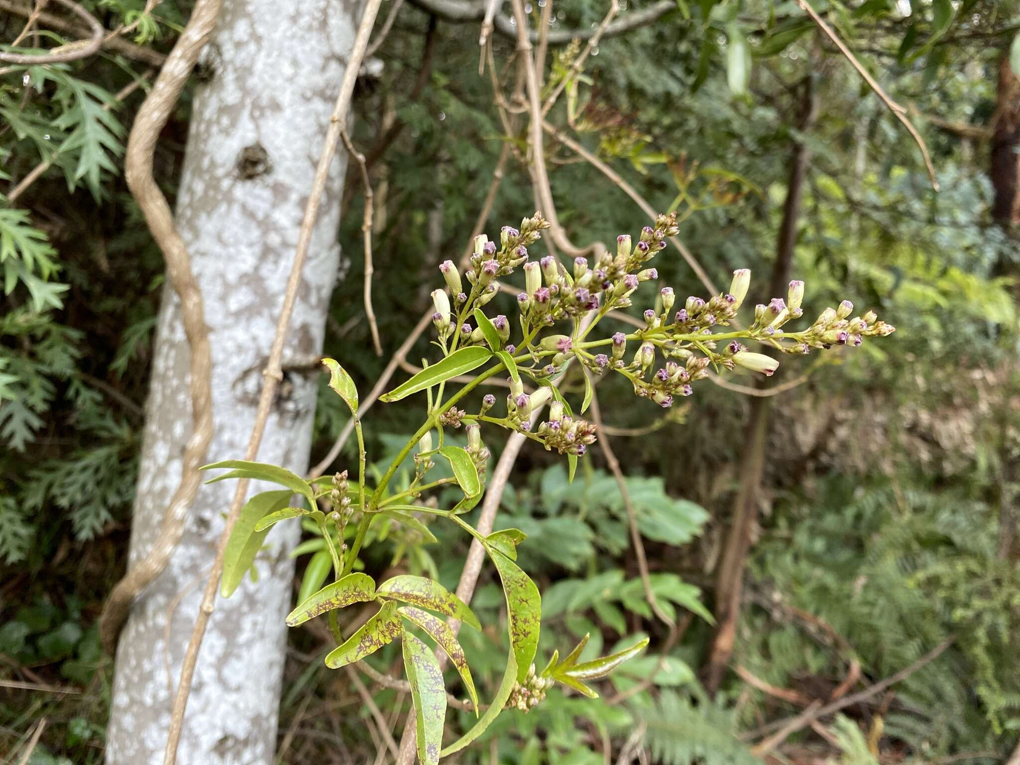 Plancia ëd Pandorea pandorana subsp. pandorana