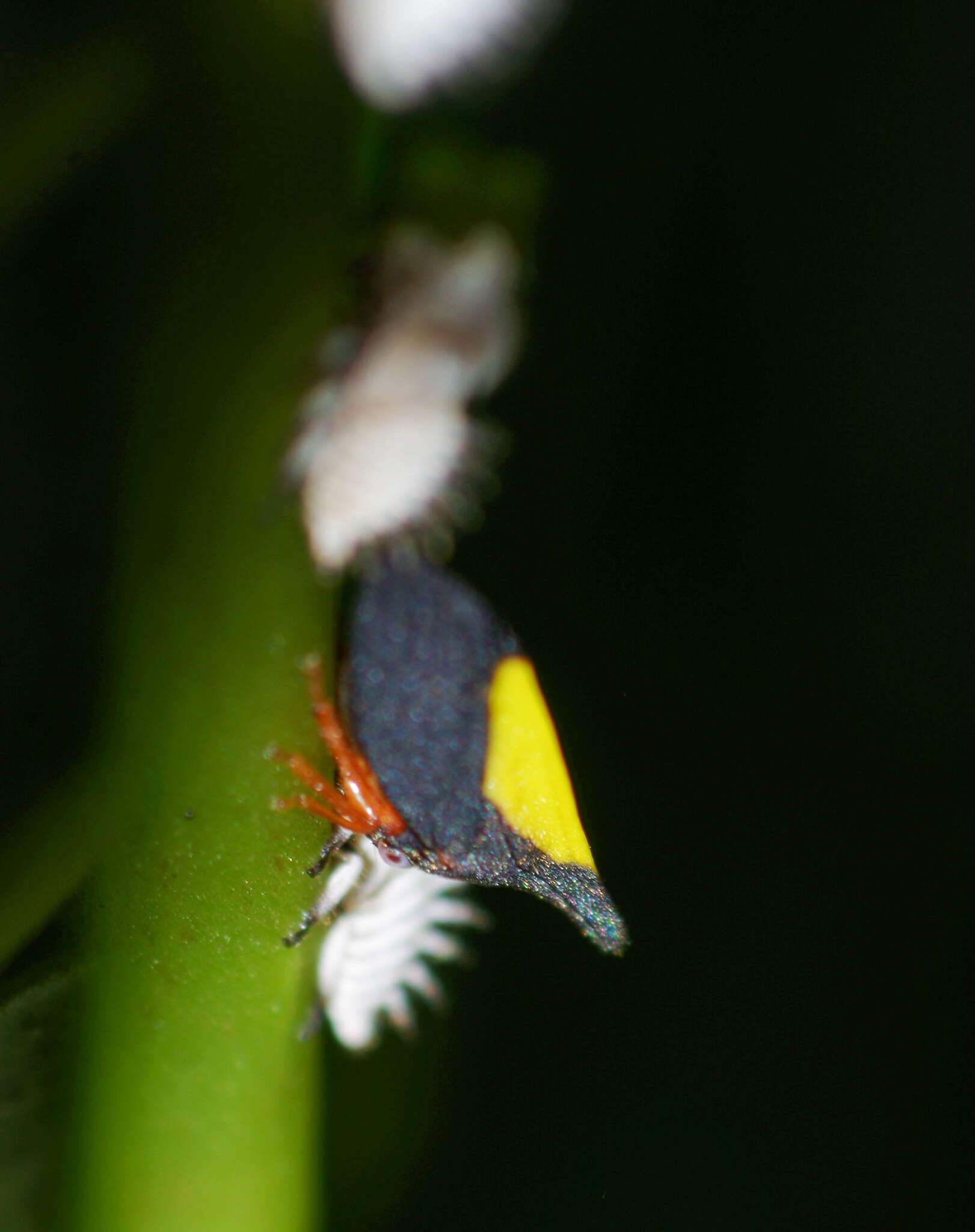 Image of Enchenopa ignidorsum Walker