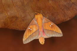 Image of Syssphinx quadrilineata (Grote & Robinson 1867)