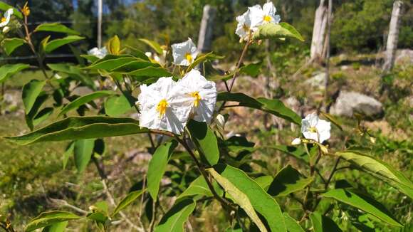 Image of Solanum variabile Mart.