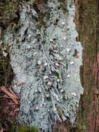 Image of peppermint drop lichen