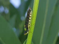 Слика од Acrogonia flavoscutellata (Signoret 1855)