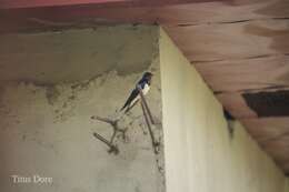 Hirundo lucida Hartlaub 1858 resmi