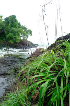 Image of Pitcairnia halophila L. B. Sm.