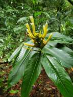 Image of Heliconia longiflora R. R. Sm.