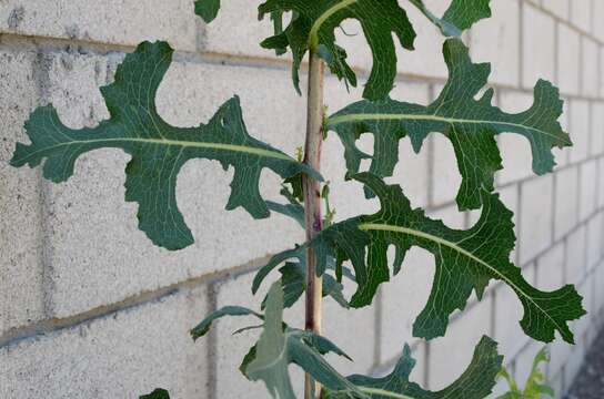 Image of prickly lettuce