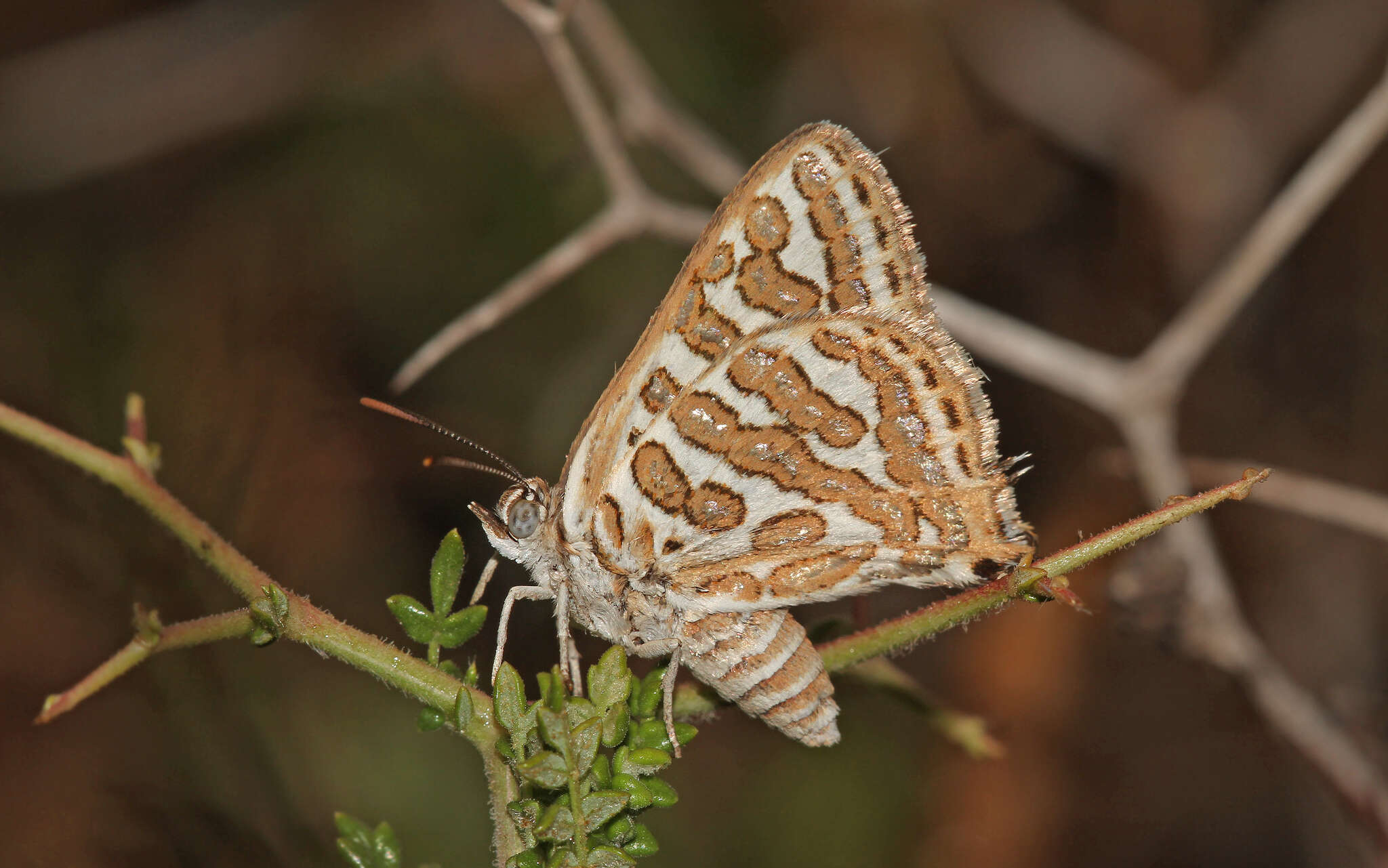 Sivun Cigaritis acamas (Klug 1834) kuva