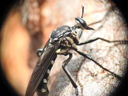 Image of Chryseutria nigrina Hardy 1928