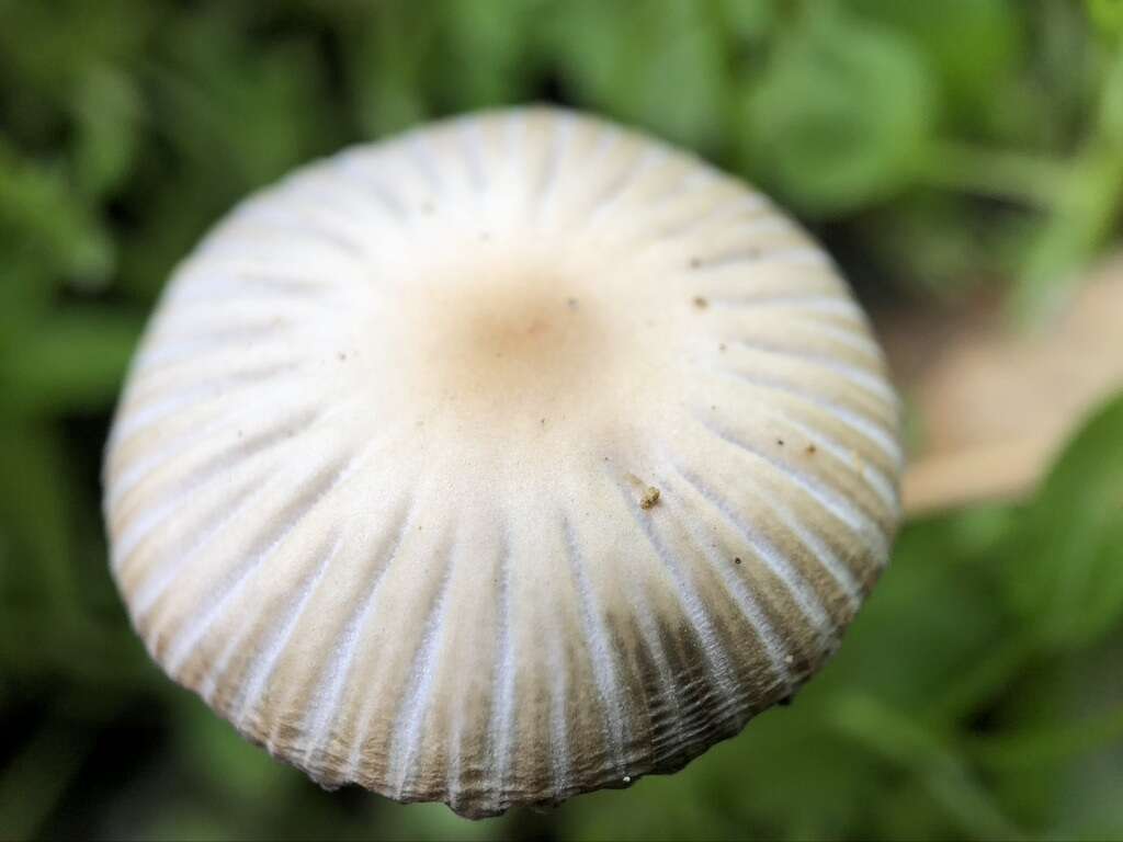 Coprinellus impatiens (Fr.) J. E. Lange 1938 resmi