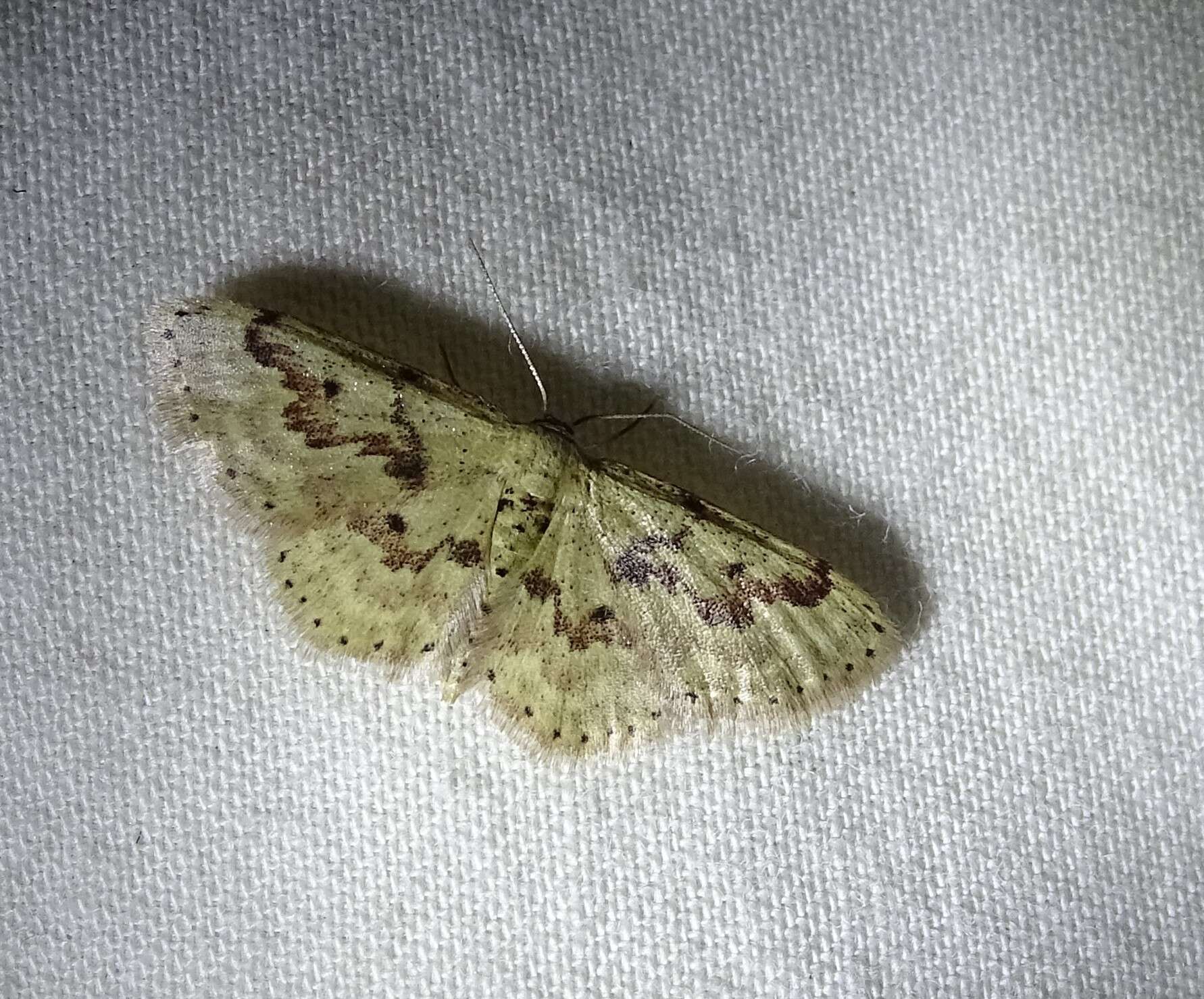 Image of Idaea micropterata Hulst 1900