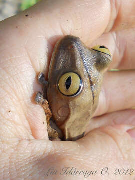 Image of Atlantic Forest Treefrog