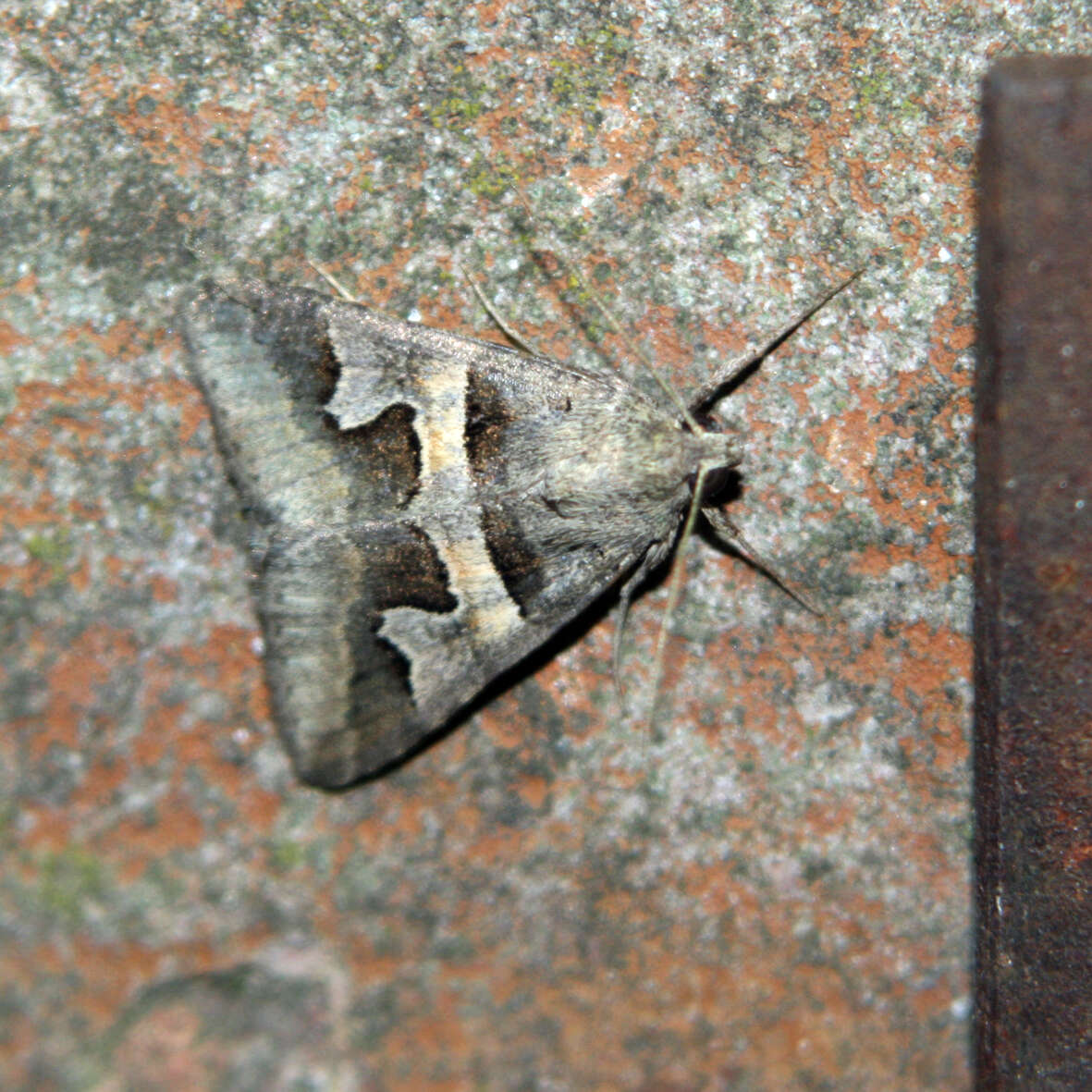 Image of <i>Drasteria caucasica</i>