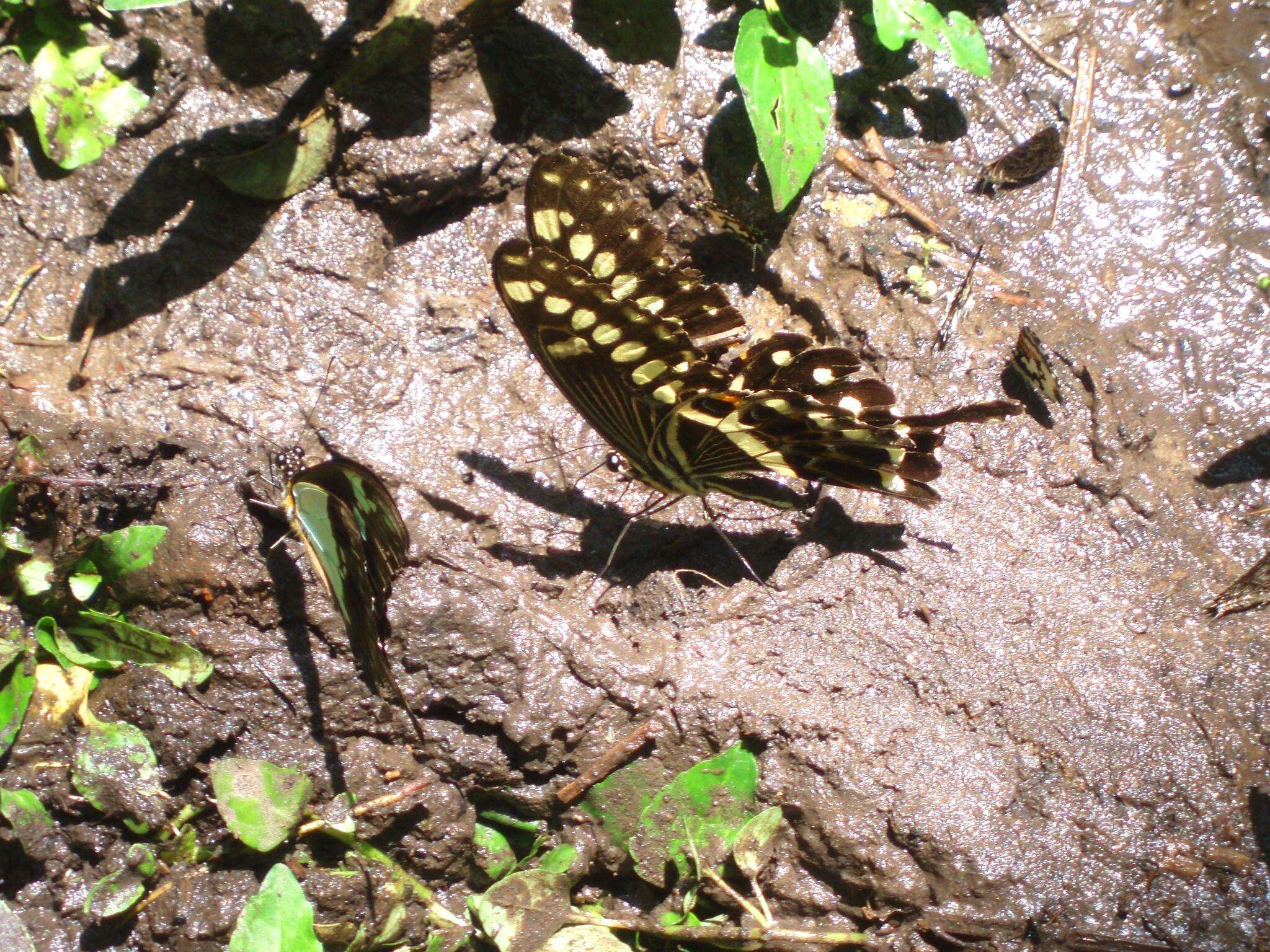 Image of Papilio lormieri Distant 1874