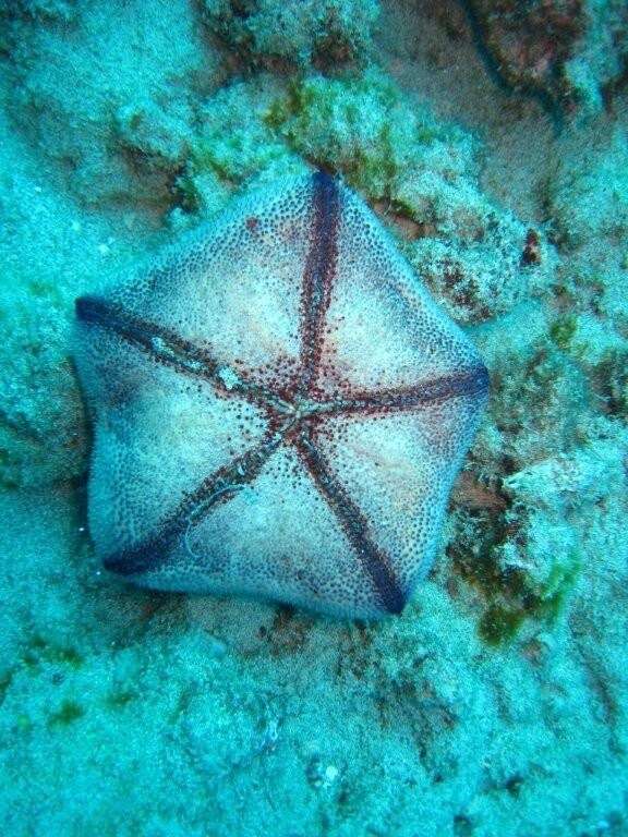 Image of Cushion star