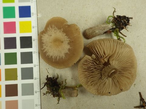 539.nobas o f 75261 1408627970 jpg.580x360