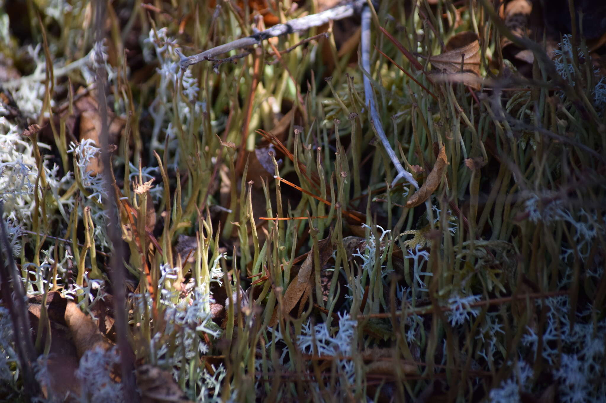 Слика од Cladonia maxima (Asahina) Ahti