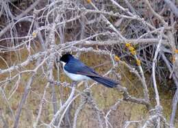 Image of Restless Flycatcher