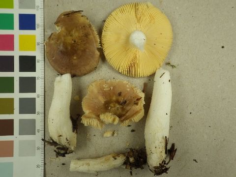 539.nobas o f 75275 1408634274 jpg.580x360