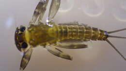 Image of Stenacron Mayfly