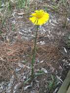 Imagem de Helenium drummondii H. Rock