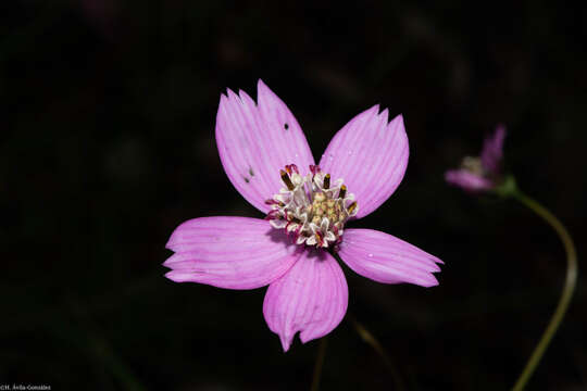 Image of Cosmos ochroleucoflorus Melchert