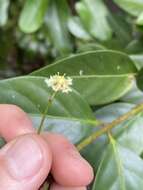 Image of Euonymus australiana F. Müll.