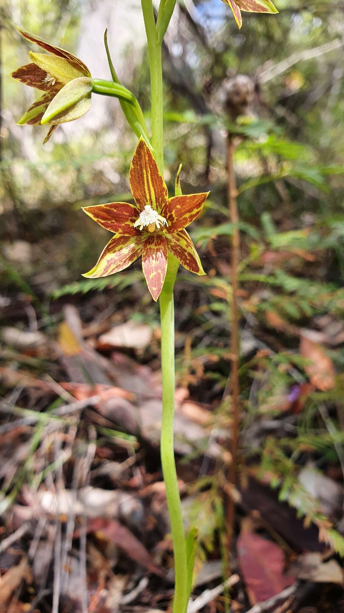 صورة Thelymitra fuscolutea R. Br.