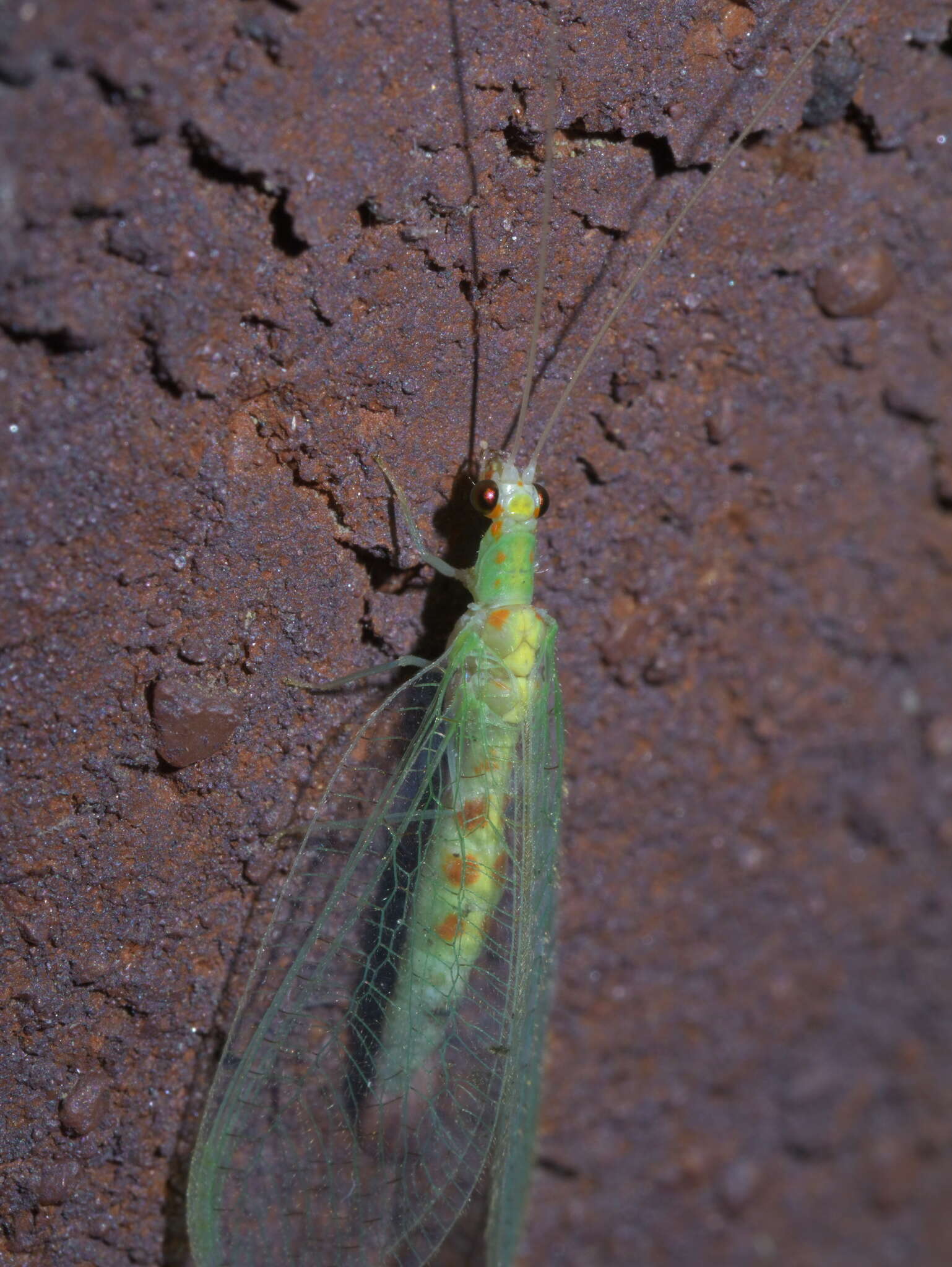 Image of Chrysopa quadripunctata Burmeister 1839