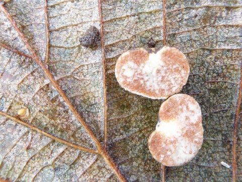 Image of Endogonaceae