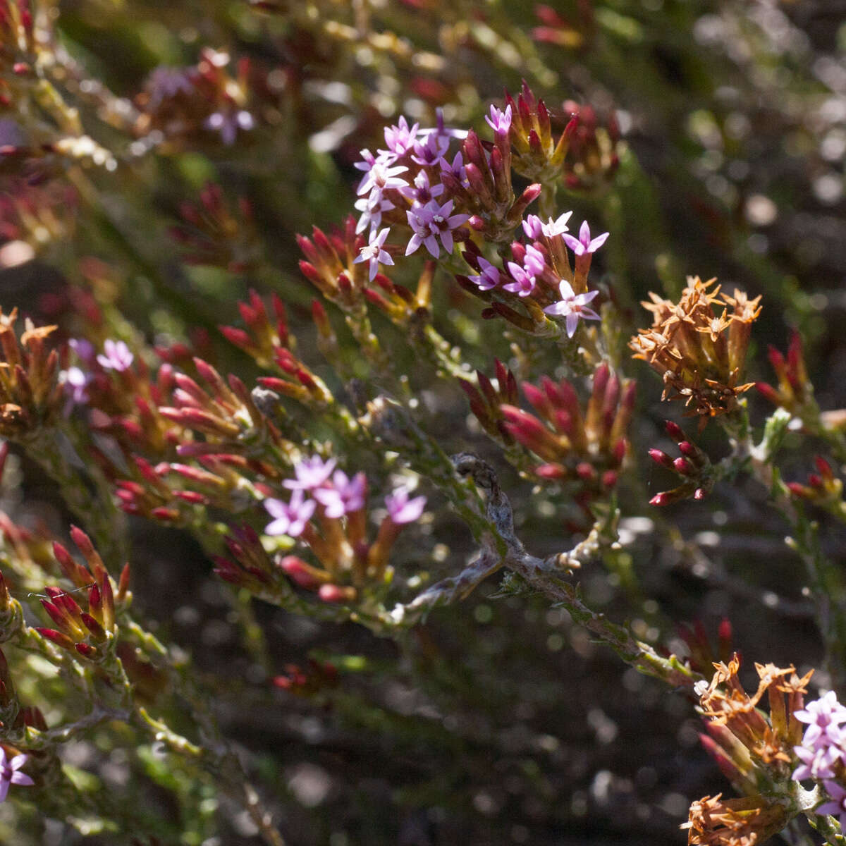 Image of Stoebe fusca (L.) Thunb.