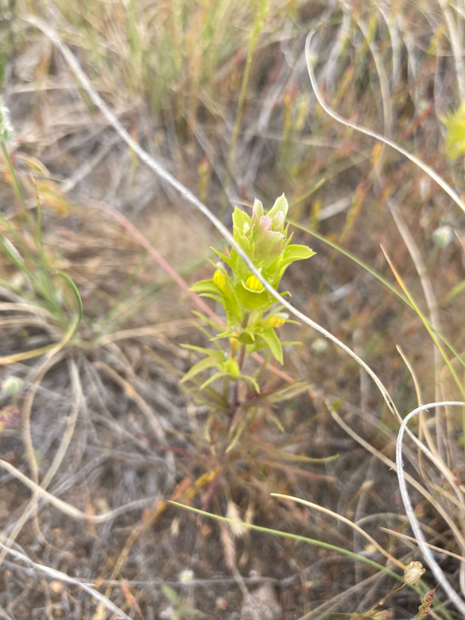 Plancia ëd Orthocarpus barbatus J. S. Cotton