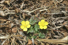 صورة Potentilla fragarioides L.