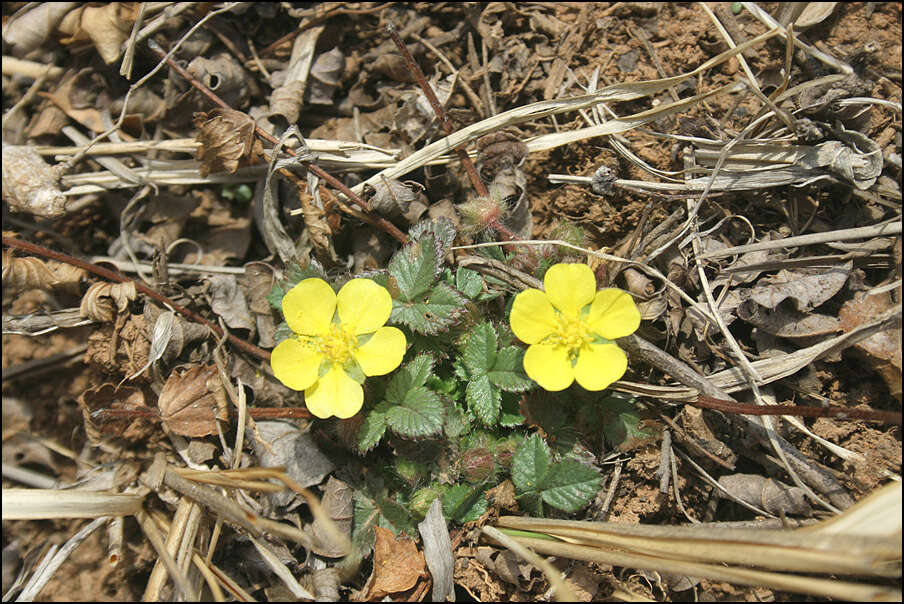 صورة Potentilla fragarioides L.