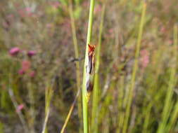 Image of Chrysitrix dodii C. B. Clarke