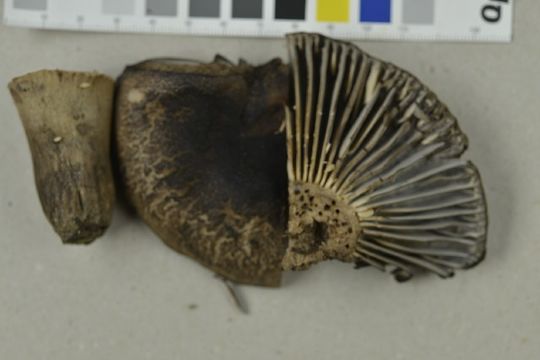 539.nobas dsc0294 1411399952 jpg.580x360