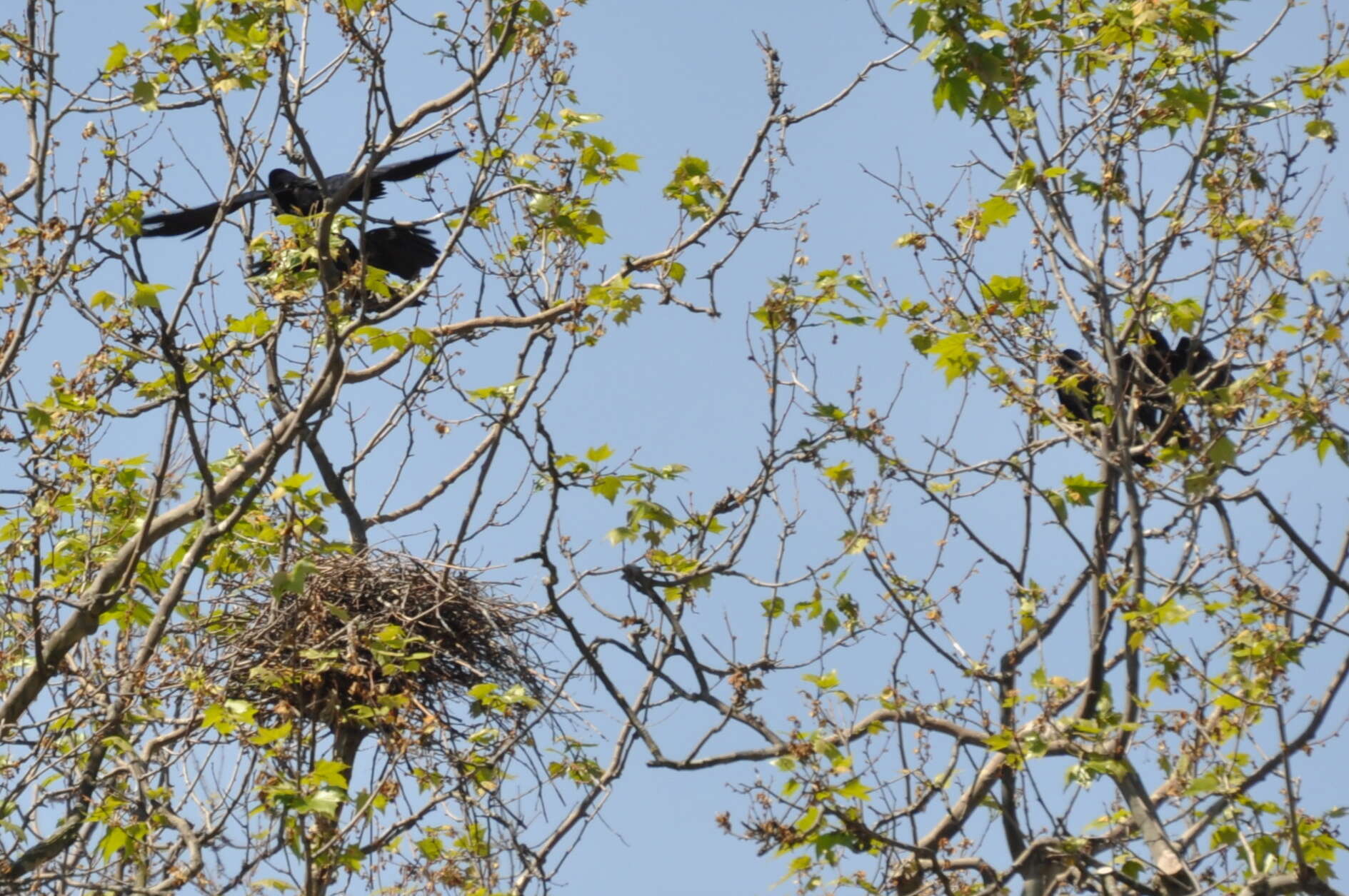 Imagem de Corvus frugilegus Linnaeus 1758