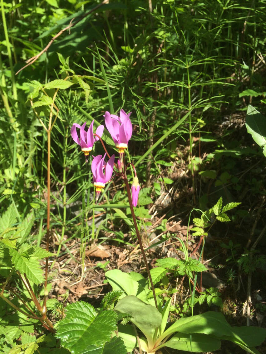 Dodecatheon pulchellum subsp. pauciflorum (Dur.) Hulten resmi